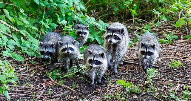 Банда енотов проникла в гараж в США