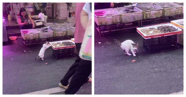 Котик добыл себе креветку