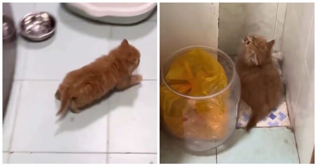 Обычная активность для рыжих котов