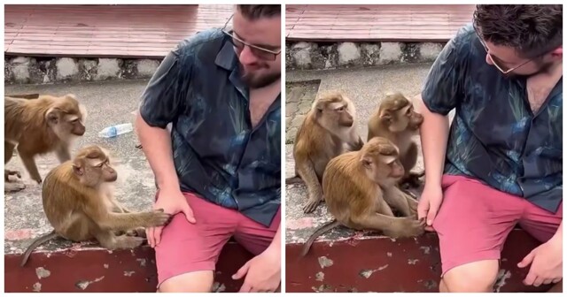 Обезьяны пристают к туристу