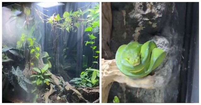 Мужчина показал свой гигантский домашний «мир природы» с дождями, ветром и несколькими биомами