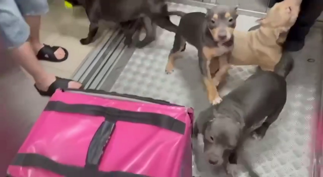 В муринской многоэтажке стая бойцовских собак набросилась на курьера