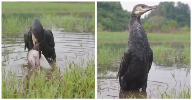 Перекус прожорливого баклана
