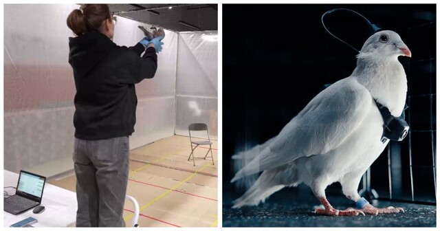 Российская компания создала управляемого голубя-биодрона