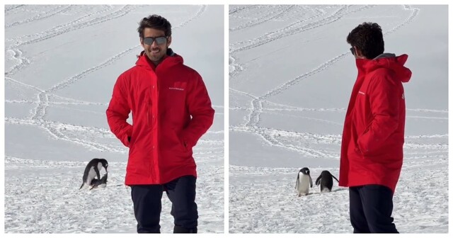 Турист хотел снять пейзаж Антарктиды, но кадр неожиданно «украли» пингвины