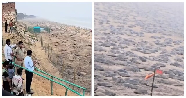 Массовое гнездование морских черепах в штате Одиша в Индии