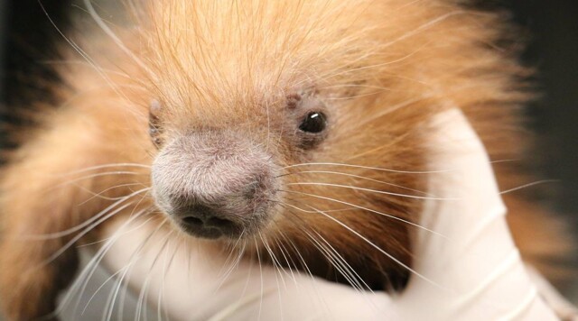 Очаровательный детёныш дикобраза