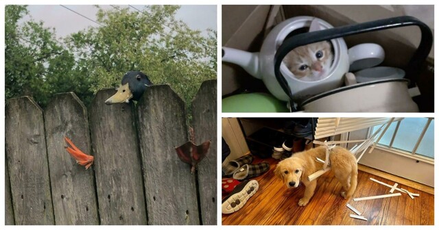 30 забавных снимков животных, попавших в затруднительные ситуации