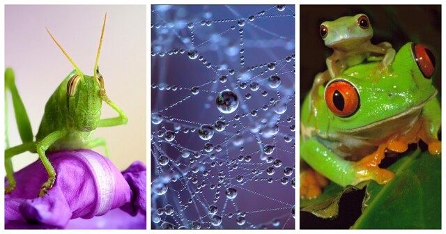 22 шедевральных примера макросъёмки, открывающих взору невидимые вселенные