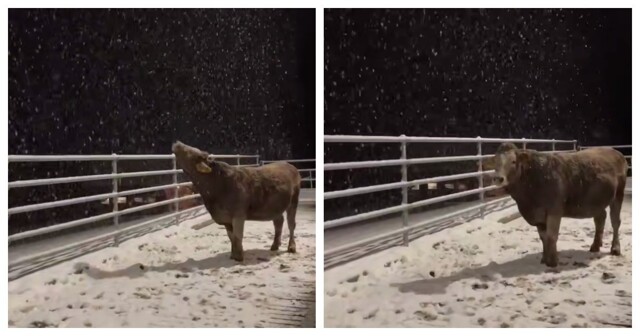 Корова пытается поймать снежинки
