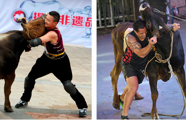 Китайская борьба с быком голыми руками