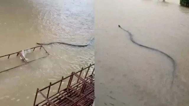 Гигантский питон скользит по затопленным улицам Таиланда