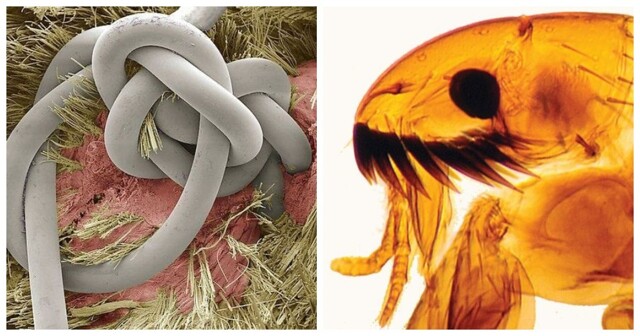 25 примеров того, как неожиданно выглядят под микроскопом привычные вещи