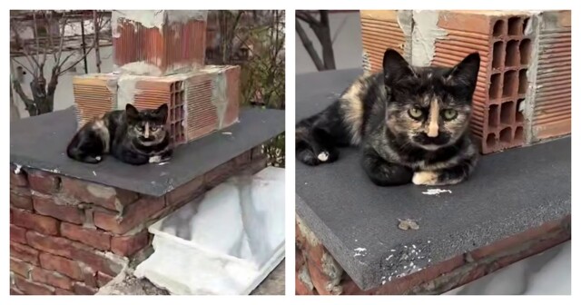 Кошка с причудливым окрасом шерсти