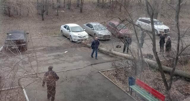 Дерево упало на девушку в Оренбурге