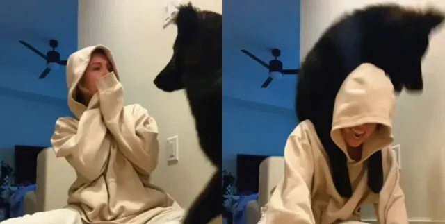 9-месячный щенок удивил всех своими гигантскими размерами