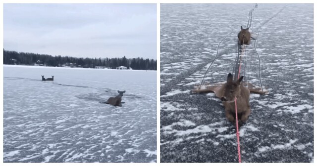 Мужик на коньках спас оленят