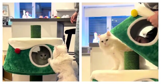 Ёлка, которую коты точно не уронят