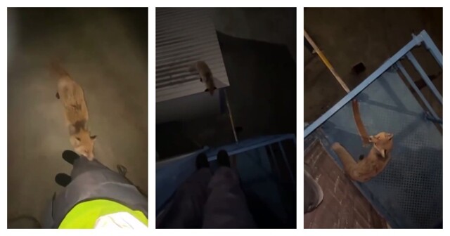 Бешеная лиса напала на девушку в Казахстане