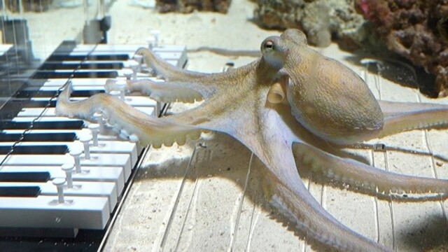 Парень попробовал научить осьминога играть на музыкальном инструменте