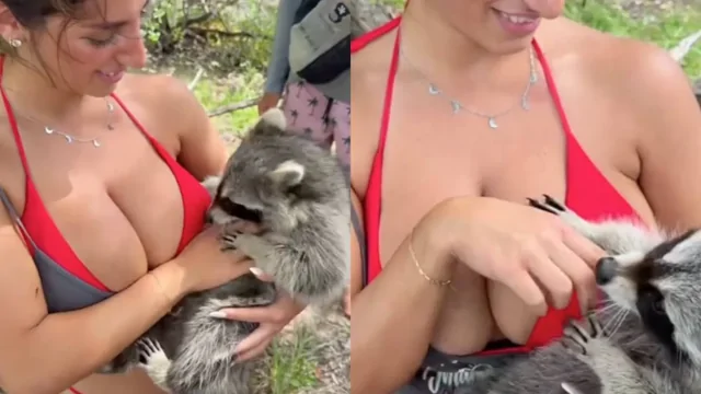 Енот полностью очарован девушкой