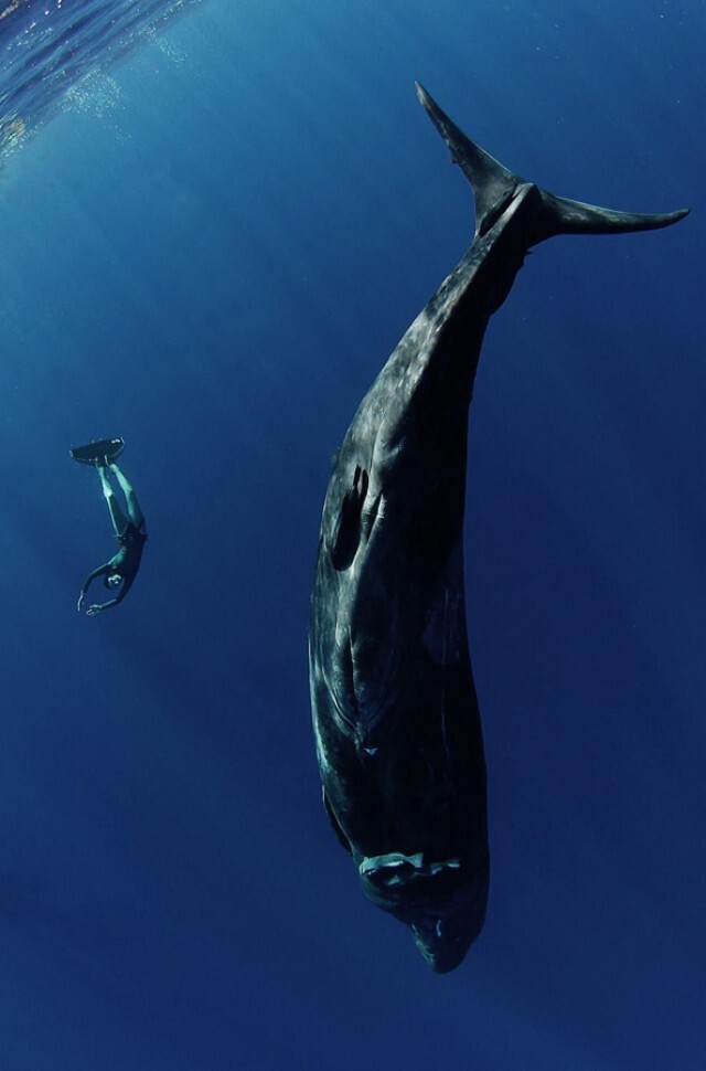 Подводные фото