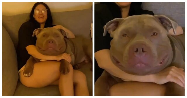 В США появилась новая звезда – собака с самой огромной головой в мире