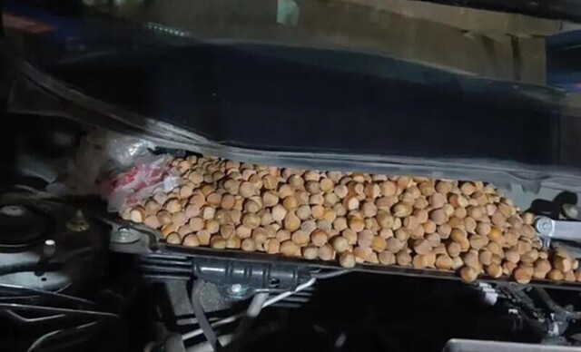 В Китае мужчина нашел под капотом автомобиля 18 кг фундука