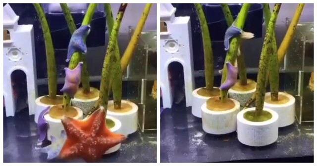 Танец морских звёзд