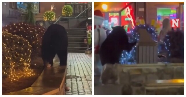 Медведь пришёл на рождественскую ярмарку в США