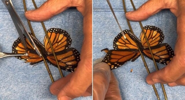 Бабочке-монарху поставили первое в мире «имплант-крыло»