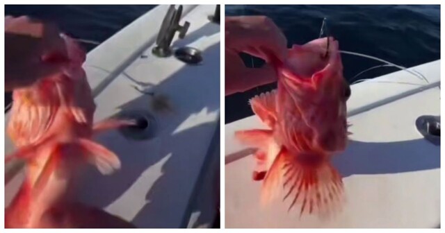 В США рыбаки поймали рыбу с ярко выраженными мужскими признаками