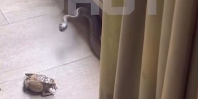 Змея атаковала мужчину, пытавшегося спасти жабу