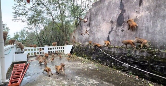 Обезьянопад в Китае