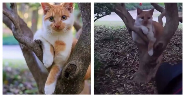 Пушистая фотомодель