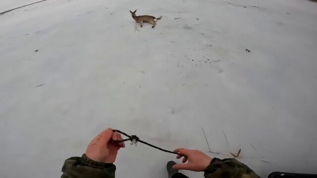 Двое мужчин спасли более десятка косуль в Новосибирской области