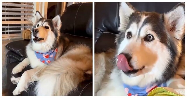 Настоящие эмоции: собака полностью погрузилась в сюжет фильма