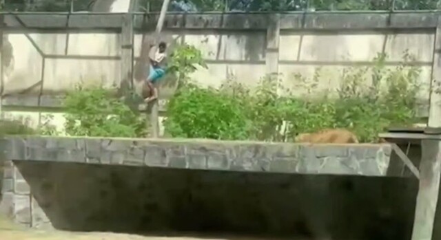 Львица напала на парня, залезшего к ней в вольер