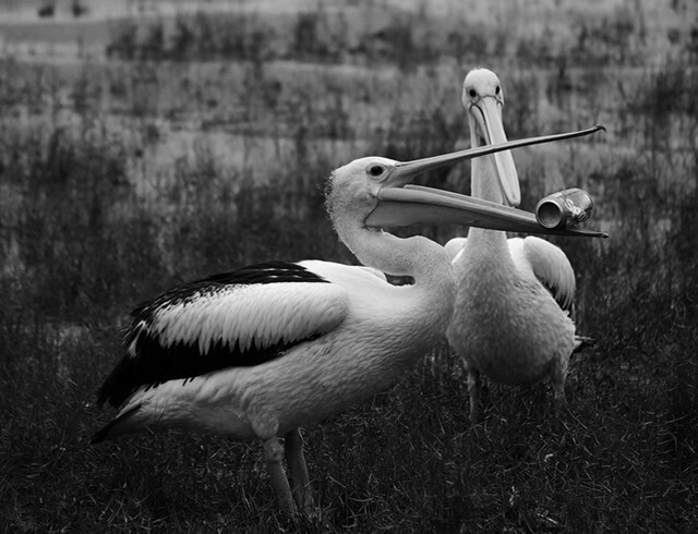 Забавные...1