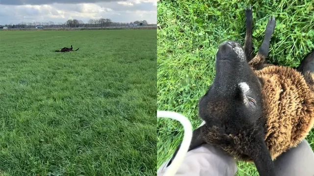 Женщина не проехала мимо и спасла беспомощную овцу