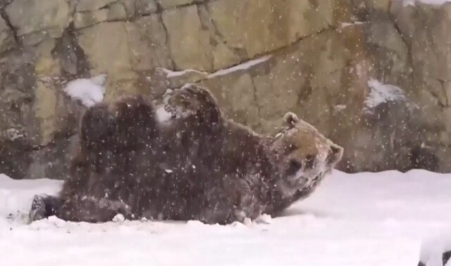 Первый снег в чикагском зоопарке порадовал  медвежонка