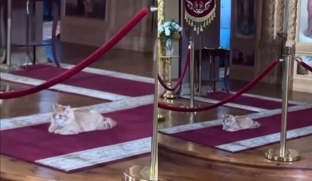 Кот Урсик из Староладожского монастыря