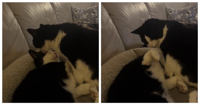 Пушистая бабушка ухаживает за внуком