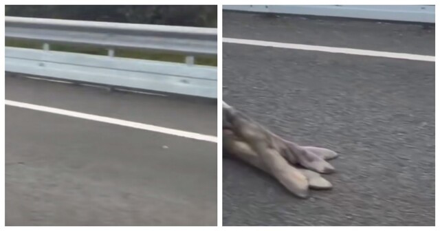 "Лежачий полицейский" в Австралии