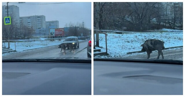 Свинья, которая знает ПДД лучше некоторых людей
