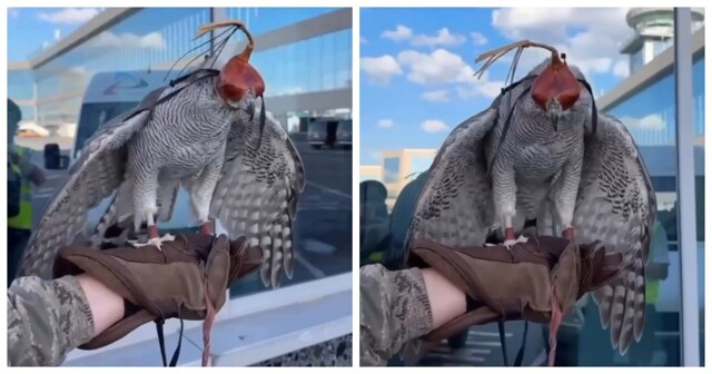 Живой страж взлетной полосы