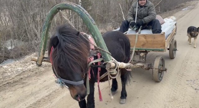 Прелестный трудяжка Памир