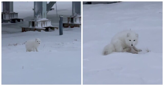 Игривый песец
