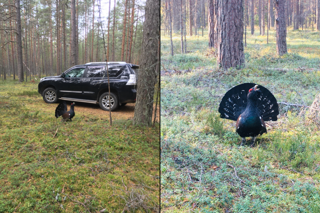 В лесной местности, без видимых причин, глухарь напал на семью