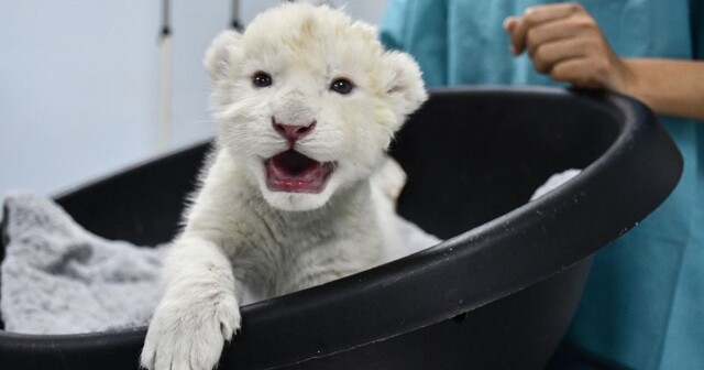 Настоящее чудо! Два редчайших белых львёнка родились в Венесуэле